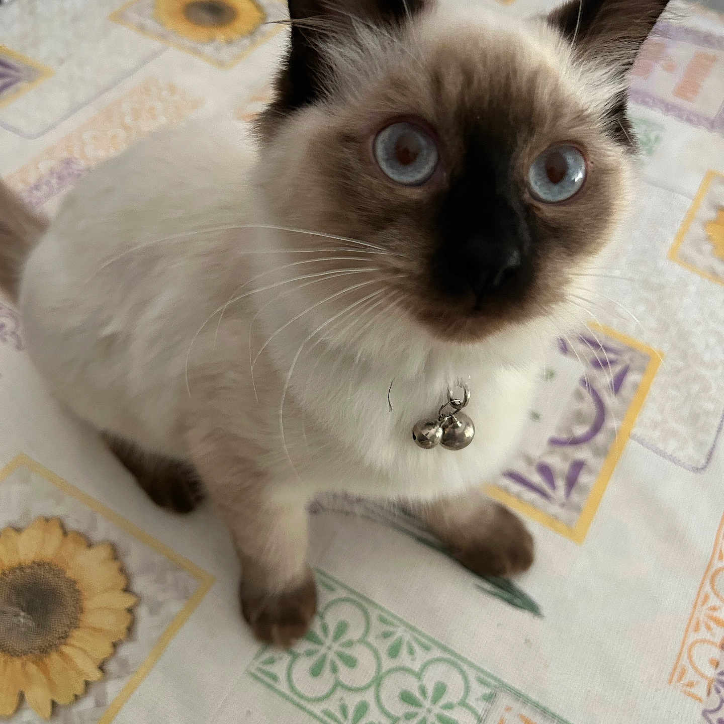 Daisy a rejoint le concours — aidez-le/la à gagner de superbes lots ! animal, cat, kitten, manx, pet, siamese