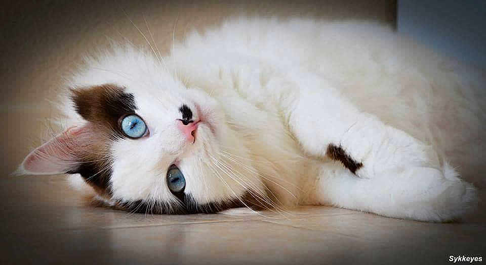 Flocon a rejoint le concours — aidez-le/la à gagner de superbes lots !