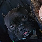 Gucci is registered to the contest to win money with this photo: dog, black_dog, close_up, pet, animal, ears, tongue, face, portrait, canine, companion, dark_background, person_hand, hair, indoor, seated, cute, friendly, domestic_animal, pets