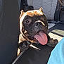 Gucci joined the competition — help win amazing prizes! dog, car_seat, tongue_out, sunlight, pet, happy, animal, black_fur, inside_car, paw, close_up, smiling, vehicle_interior, seatbelt, mesh_seat, resting_paws, canine, daylight, playful, transportation