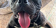 Gucci is registered to the contest to win money with this photo: dog, black_dog, tongue_out, pet, indoor, happy, close_up, canine, animal, furniture, pet_bowl, floor, collar, chain, playful, excited, friendly, cute, domestic_animal, nose