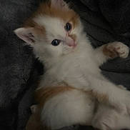 Chia joined the competition — help win amazing prizes! kitten, cat, animal, pet, fur, cute, lying, blanket, soft, whiskers, ears, paw, indoor, closeup, young, adorable, cozy, sleepy, curious, feline