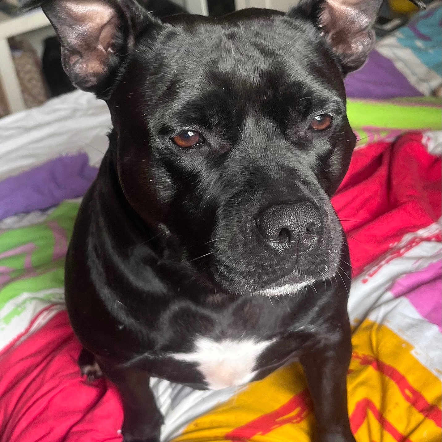 Princesse participe au concours pour gagner de l'argent avec cette photo : animal, bed, black_dog, blanket, brown_eyes, canine, close_up, colorful_bedspread, companion, cute, dog, domestic_animal, ears, fur, indoor, looking, pet, portrait, resting, white_patch