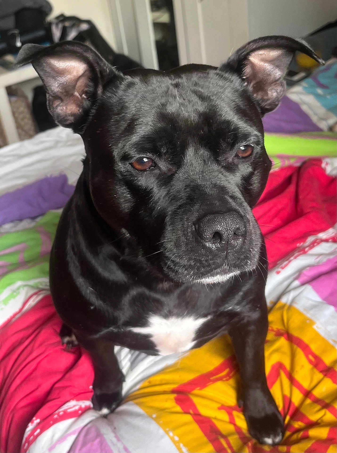 Princesse participe au concours pour gagner de l'argent avec cette photo : dog, black_dog, pet, animal, bed, blanket, indoor, close_up, fur, ears, brown_eyes, white_patch, looking, resting, canine, domestic_animal, cute, companion, portrait, colorful_bedspread