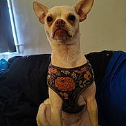 Rosie joined the competition — help win amazing prizes! dog, chihuahua, pet, small_dog, sitting, indoor, harness, floral_pattern, light, window, couch, fur, ears, animal, companion, portrait, nose, eyes, expression, background