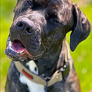 Khaleesi joined the competition — help win amazing prizes! dog, brindle, large_dog, closeup, portrait, face, muzzle, nose, tongue, open_mouth, teeth, floppy_ears, harness, collar, outdoor, grass, green_background, shallow_depth_of_field, blurry_background, happy