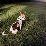 Nugget is registered to the contest to win money with this photo: dog, grass, night, backyard, house, animal, pet, collar, outdoor, sitting, brown_and_white, canine, lawn, shadow, curious, quiet, domestic, evening, alone, looking_back