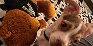 Nugget joined the competition — help win amazing prizes! puppy, dog, stuffed_animal, teddy_bear, bed, blanket, indoor, pet, cute, animal, toy, black_collar, white_and_brown, ears, curious, close_up, patterned_bedspread, soft_toy, young_dog, companion