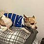 Nugget joined the competition — help win amazing prizes! dog, pet, blue_shirt, striped_clothing, plaid_pillow, plaid_blanket, bed, indoor, resting, small_dog, white_wall, furniture, canine, animal, domestic, cozy, fur, ears, paws, collar