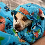 Nugget joined the competition — help win amazing prizes! dog, blanket, blue, floral_pattern, pet, cozy, indoor, snug, wrapped, face, animal, fur, brown, white, relaxing, cute, comfort, resting, closeup, soft