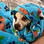 dog, blanket, blue, floral_pattern, pet, cozy, indoor, snug, wrapped, face, animal, fur, brown, white, relaxing, cute, comfort, resting, closeup, soft