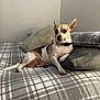dog, bed, pillow, plaid, blanket, indoor, pet, canine, relaxed, resting, fur, collar, comfortable, domestic, animal, small_dog, brown_and_white, furniture, cozy, portrait