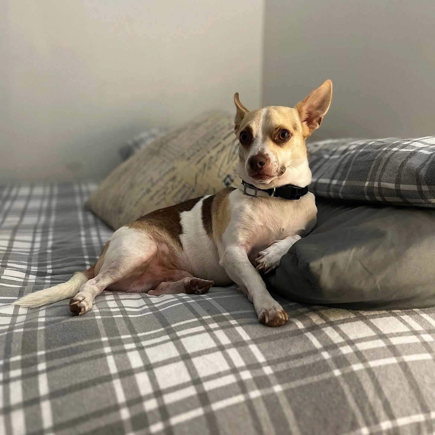 Nugget joined the competition — help win amazing prizes! animal, bed, blanket, brown_and_white, canine, collar, comfortable, cozy, dog, domestic, fur, furniture, indoor, pet, pillow, plaid, portrait, relaxed, resting, small_dog