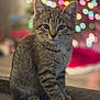 kitten, cat, tabby, pet, fur, whiskers, ears, paws, sitting, portrait, indoor, cozy, bokeh, christmas_tree, holiday_lights, stripes, young, cute, shallow_depth_of_field, sofa