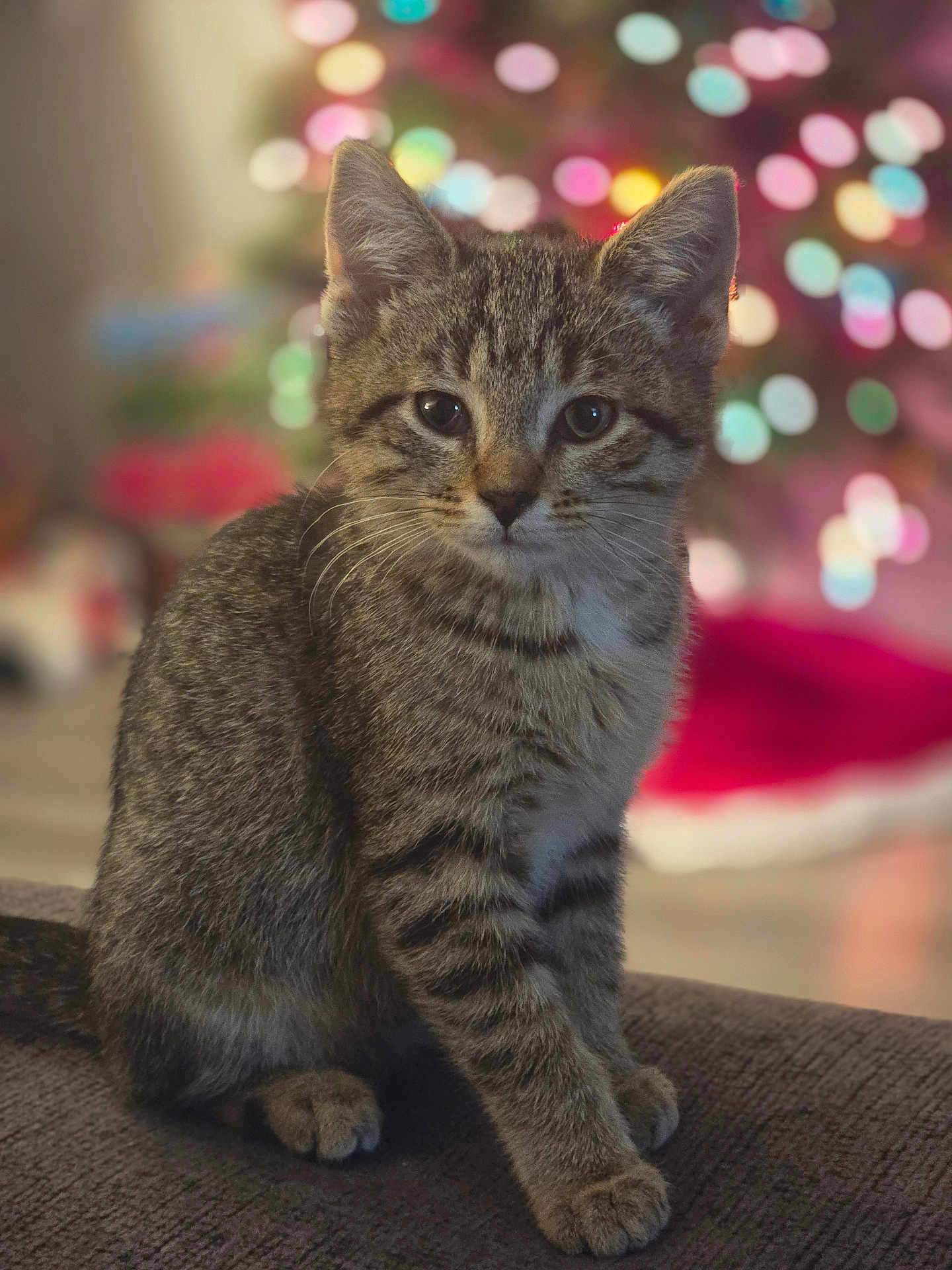 Zoey is registered to the contest to win money with this photo: kitten, cat, tabby, pet, fur, whiskers, ears, paws, sitting, portrait, indoor, cozy, bokeh, christmas_tree, holiday_lights, stripes, young, cute, shallow_depth_of_field, sofa
