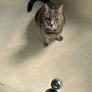 Mochi is registered to the contest to win money with this photo: cat, gray_tabby, bathtub, pet, animal, indoor, curious, looking_up, shadow, feline, whiskers, ears, fur, drain, bathroom, texture, lighting, domestic, sitting, closeup