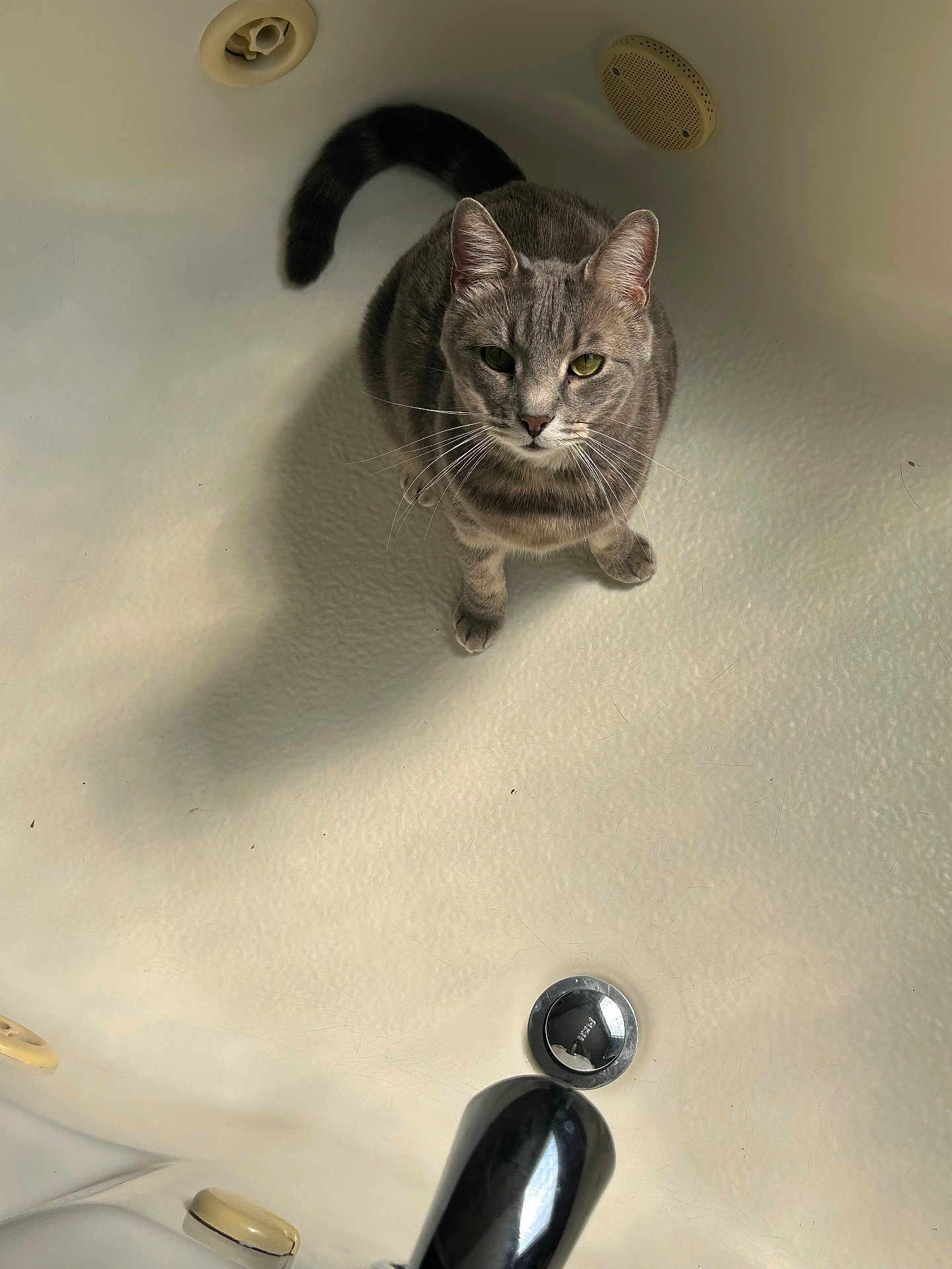 Mochi