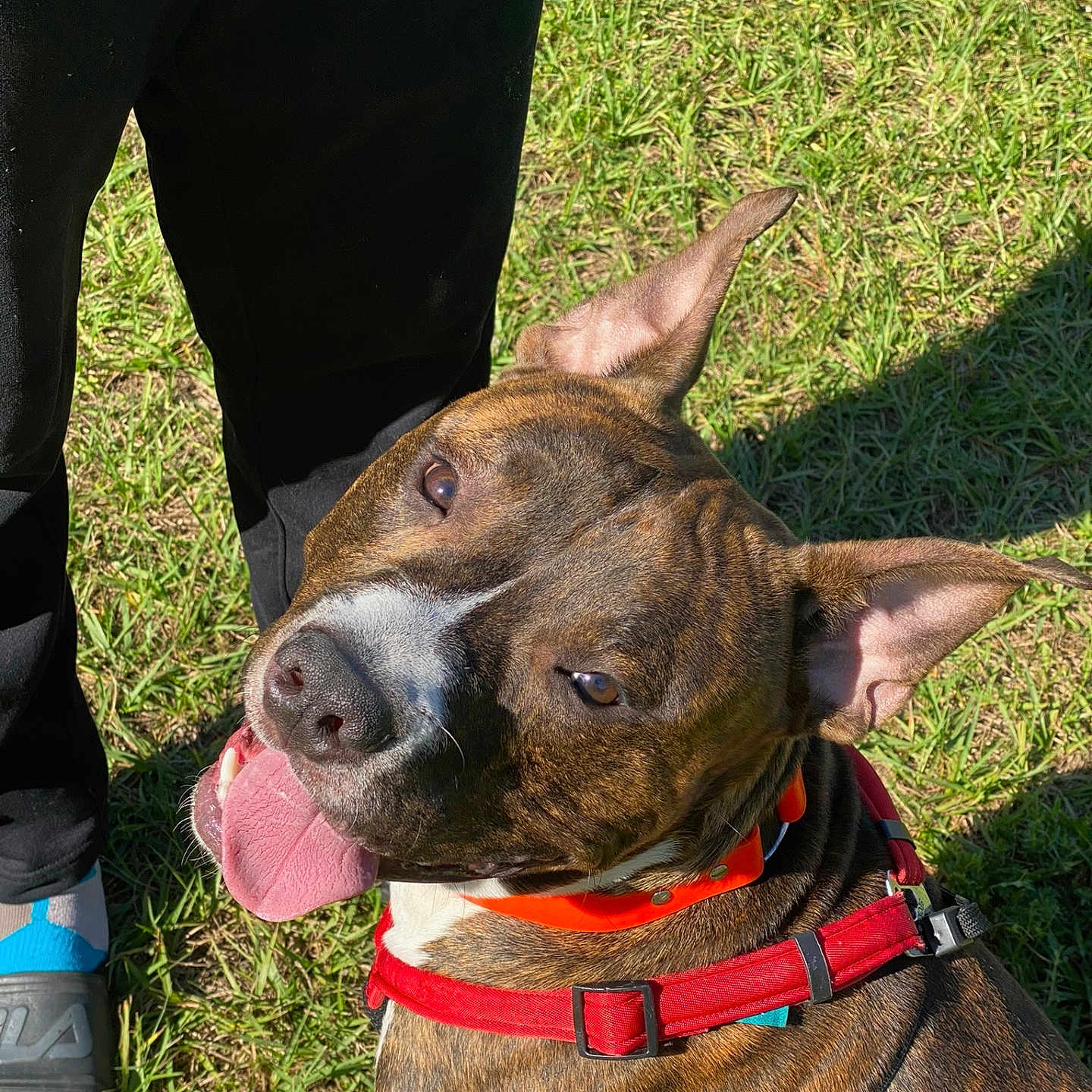 Saint Andrew is registered to the contest to win money with this photo: dog, brindle, tongue_out, harness, collar, grass, outdoor, pet, canine, happy, sunlight, person, pants, footwear, socks, shadow, nature, playful, close_up, daytime