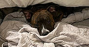 Saint Andrew joined the competition — help win amazing prizes! dog, brindle, blanket, quilt, bed, carpet, resting, cozy, indoors, pet, canine, fur, ears, lying_down, comfort, animal, home, cute, relaxed, sleepy