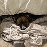 dog, brindle, blanket, quilt, bed, carpet, resting, cozy, indoors, pet, canine, fur, ears, lying_down, comfort, animal, home, cute, relaxed, sleepy