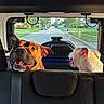 Saint Andrew joined the competition — help win amazing prizes! dog, car_interior, rear_seat, happy, sunlight, suburban, street, window, pets, animals, transportation, backseat, canine, daytime, road, outdoor, vehicle, travel, leisure, companion