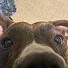 Saint Andrew is registered to the contest to win money with this photo: dog, close_up, nose, eyes, curious, pet, animal, indoor, carpet, brown, black, white, ears, fur, snout, portrait, canine, looking, background, blurry