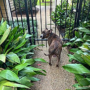 Saint Andrew joined the competition — help win amazing prizes! dog, brindle, path, gate, greenery, plants, fence, outdoor, pet, animal, collar, leafy, garden, back_view, looking_back, nature, yard, daylight, metal, walkway