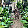 dog, brindle, path, gate, greenery, plants, fence, outdoor, pet, animal, collar, leafy, garden, back_view, looking_back, nature, yard, daylight, metal, walkway