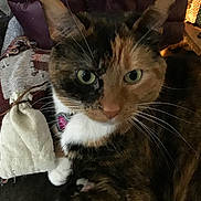 Lily is registered to the contest to win money with this photo: animal, blanket, calico, cat, close_up, cozy, cute, domestic, fur, green_eyes, home, indoor, mammal, pet, pouch, relaxed, resting, texture, warm_lighting, whiskers