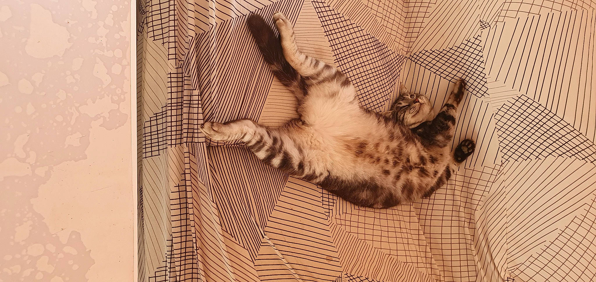 Grisous a rejoint le concours — aidez-le/la à gagner de superbes lots ! beige, canidae, carnivore, cat, comfort, fawn, felidae, floor, flooring, fur, grey, linens, pattern, paw, small_to_medium_sized_cats, snout, tail, textile, whiskers, wood