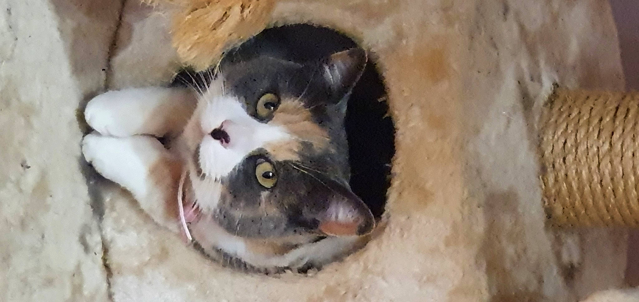 Nougat a rejoint le concours — aidez-le/la à gagner de superbes lots ! big_cats, carnivore, cat, claw, dog_breed, domestic_short_haired_cat, eyelash, fang, felidae, foot, fur, paw, small_to_medium_sized_cats, snout, terrestrial_animal, whiskers, wildlife, window, wood