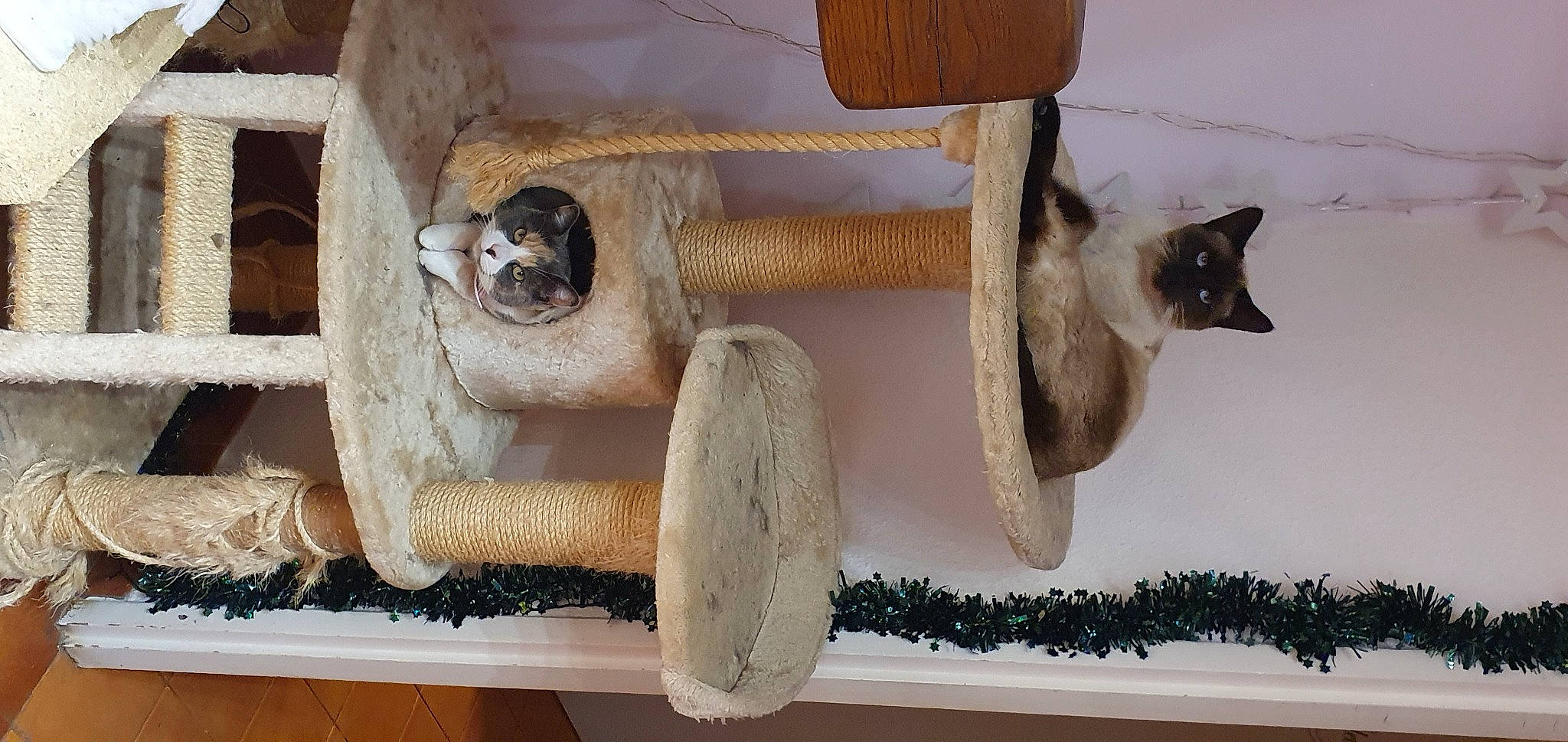 Nougat a rejoint le concours — aidez-le/la à gagner de superbes lots ! art, carnivore, cat, cat_bed, cat_furniture, cat_supply, domestic_short_haired_cat, door, fawn, felidae, fur, hardwood, pet_supply, plywood, shelf, shelving, siamese, small_to_medium_sized_cats, tail, wood