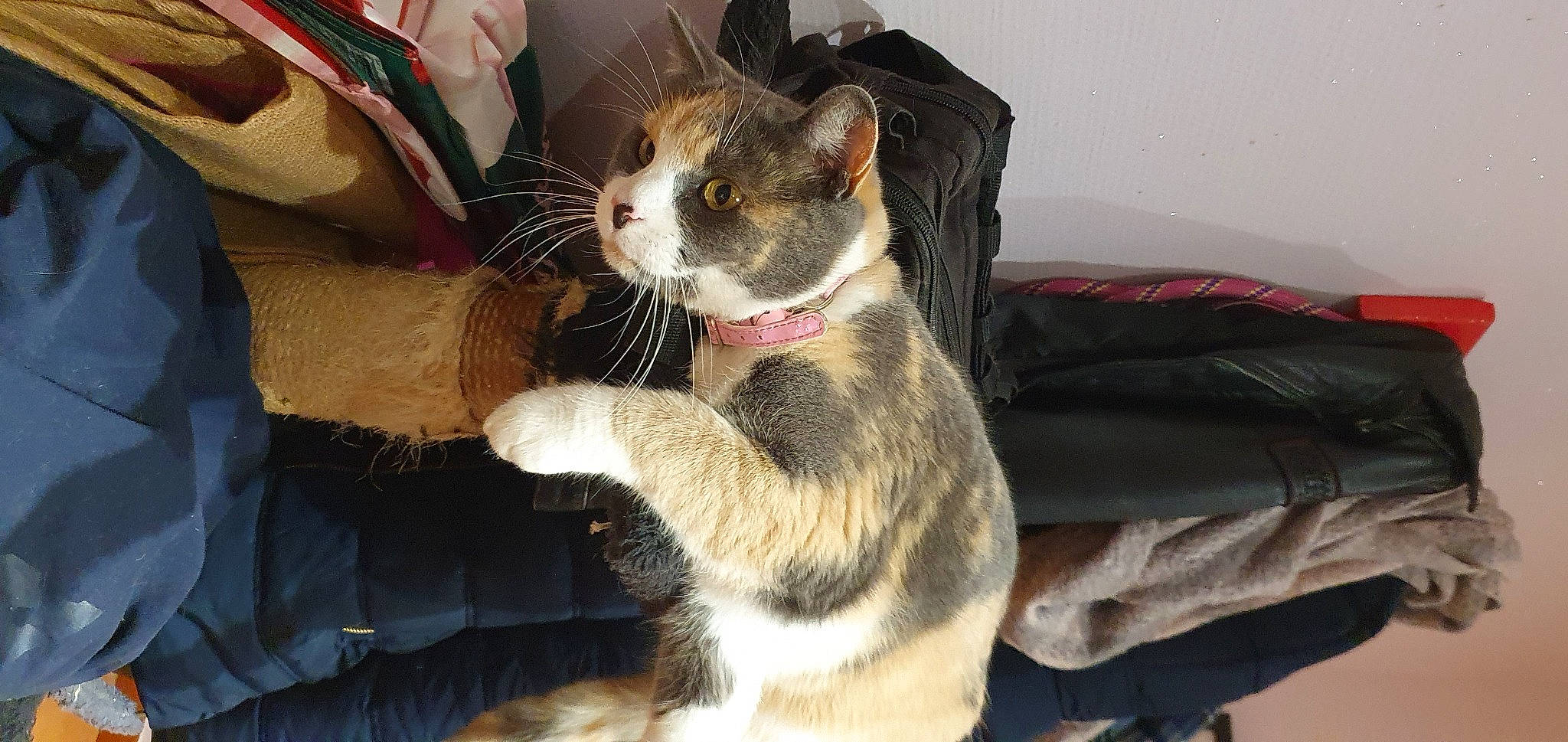 Nougat participe au concours pour gagner de l'argent avec cette photo : bag, canidae, carnivore, cat, claw, collar, comfort, dog_breed, domestic_short_haired_cat, fawn, felidae, fur, paw, small_to_medium_sized_cats, tail, whiskers