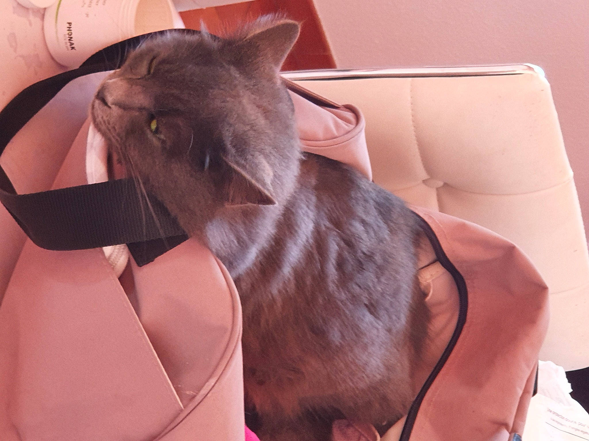 Chiffon participe au concours pour gagner de l'argent avec cette photo : bag, black_cat, blue, bombay, box, car_seat, carnivore, cat, comfort, domestic_short_haired_cat, electric_blue, eyewear, felidae, fur, gadget, gas, gesture, head_restraint, human_leg, lap