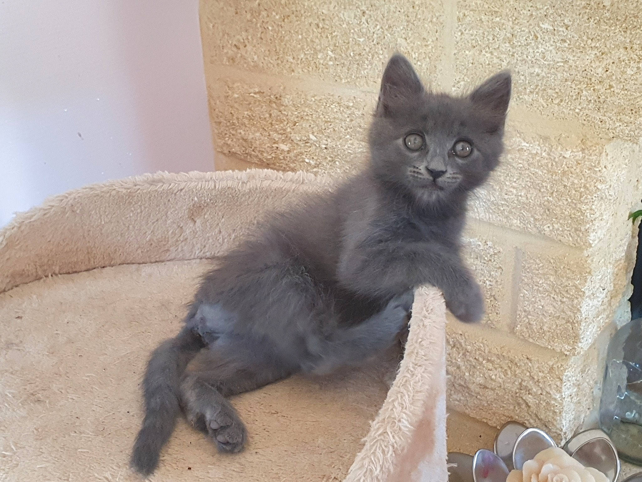 Chiffon participe au concours pour gagner de l'argent avec cette photo : black_cat, carnivore, cat, cat_furniture, cat_supply, claw, comfort, domestic_short_haired_cat, felidae, fur, grey, paw, russian_blue, serveware, small_to_medium_sized_cats, snout, tableware, tail, whiskers, window