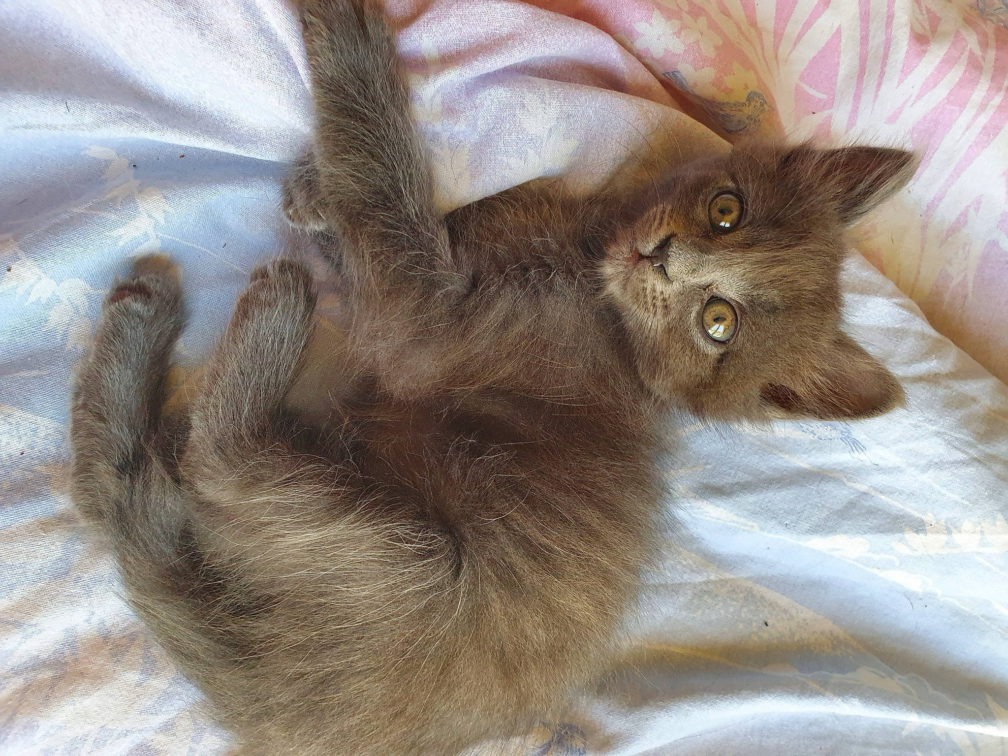 Chiffon a rejoint le concours — aidez-le/la à gagner de superbes lots ! carnivore, cat, cat_bed, cat_supply, claw, comfort, domestic_short_haired_cat, ear, fawn, felidae, fur, gesture, liver, maine_coon, paw, small_to_medium_sized_cats, snout, tail, terrestrial_animal, whiskers