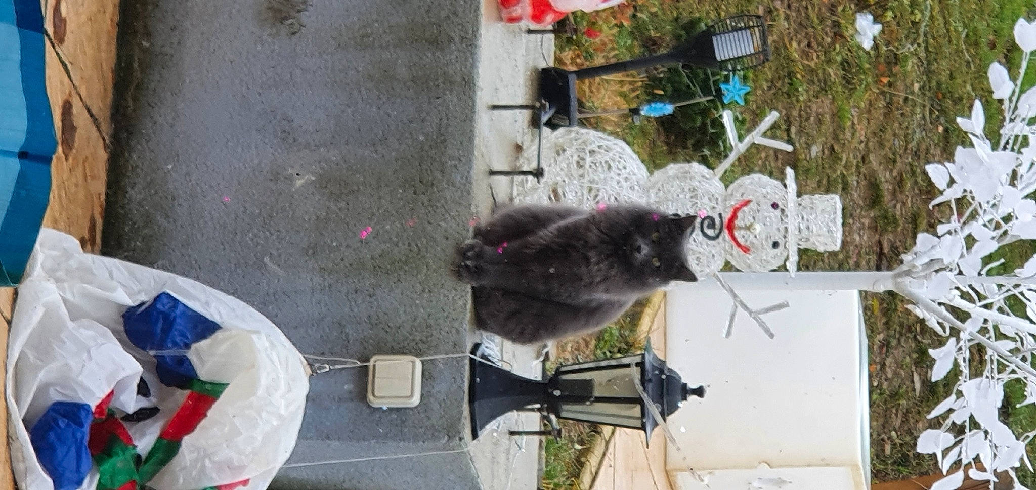 Chiffon a rejoint le concours — aidez-le/la à gagner de superbes lots ! art, concrete, fur, plant, small_to_medium_sized_cats, tail, tree