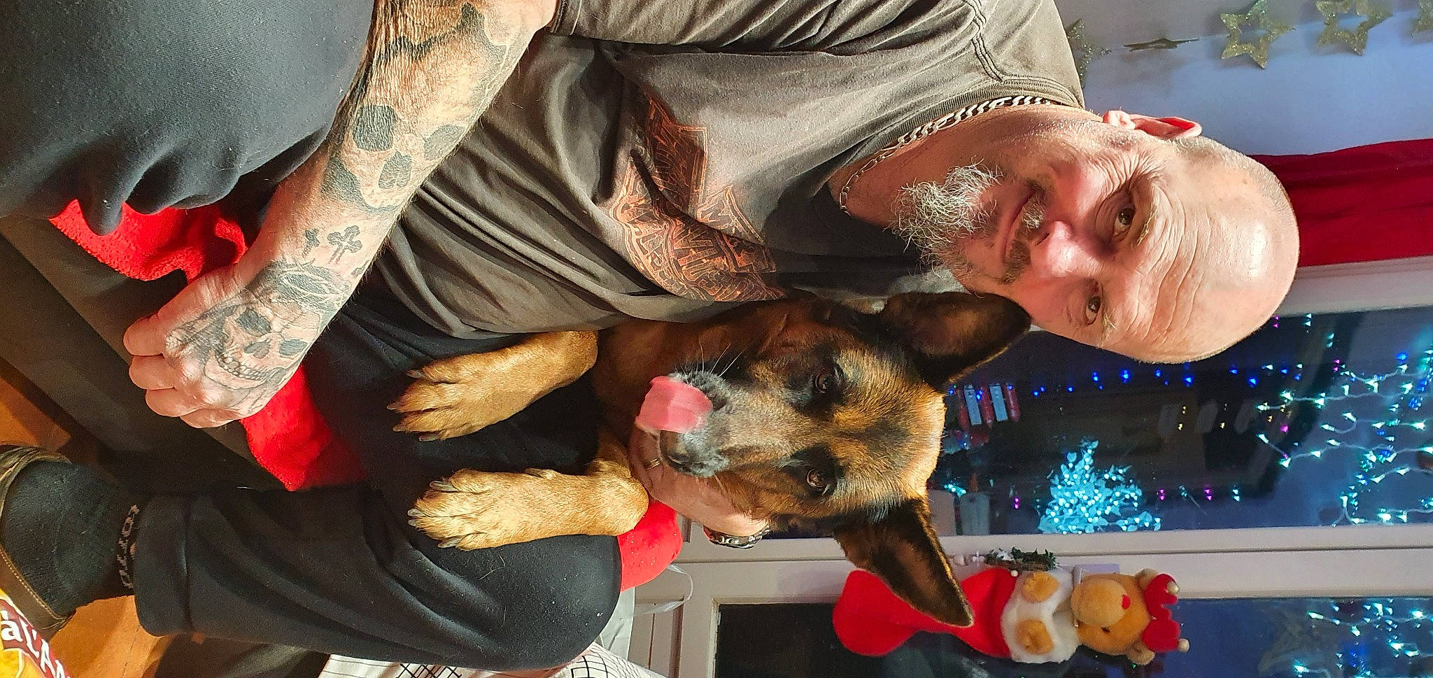 Nina a rejoint le concours — aidez-le/la à gagner de superbes lots ! canidae, carnivore, comfort, companion_dog, dog, dog_breed, elbow, fawn, fur, lap, photography, sleeve, sporting_group