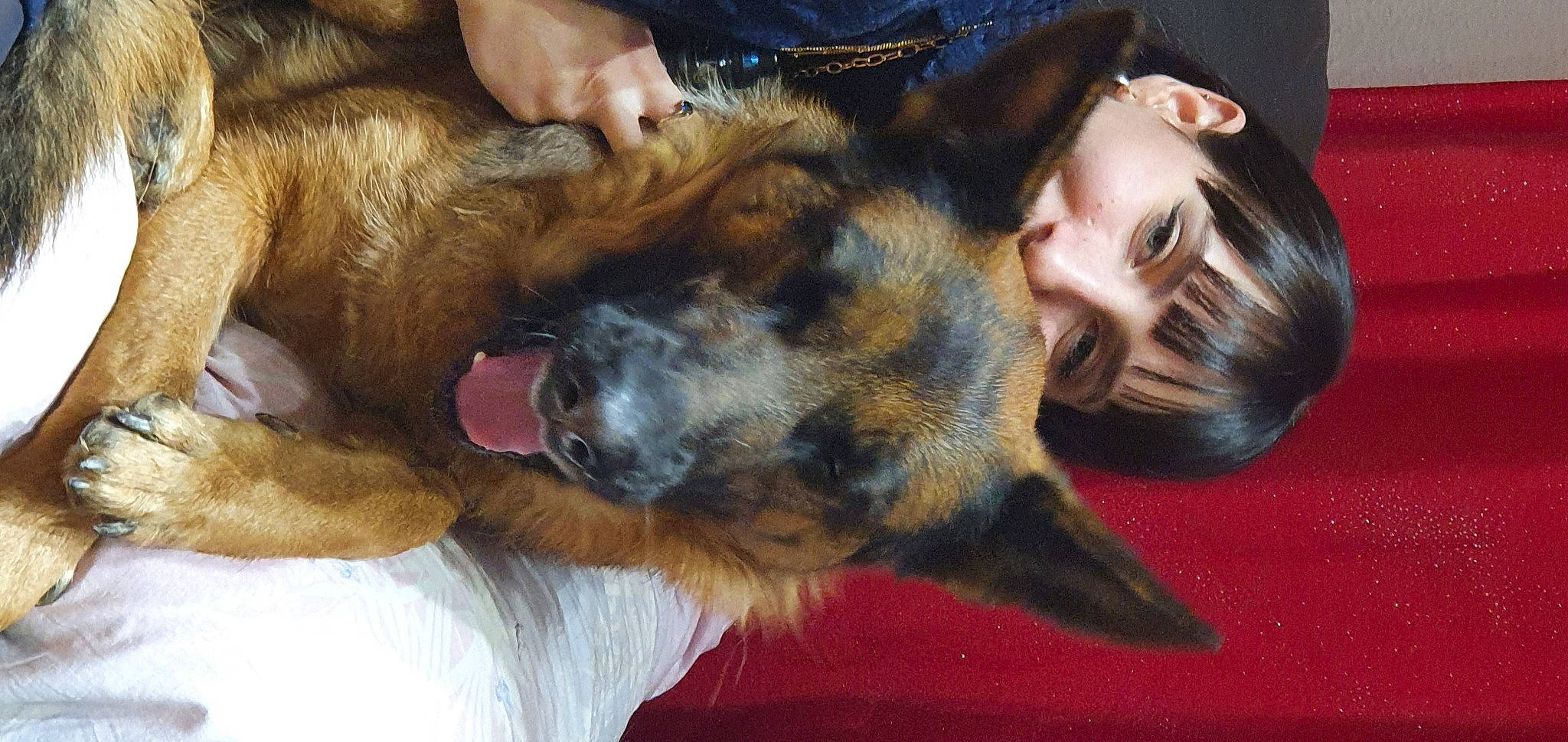 Nina a rejoint le concours — aidez-le/la à gagner de superbes lots ! canidae, carnivore, companion_dog, dog, dog_breed, ear, fawn, fur, german_shepherd_dog, gesture, giant_dog_breed, guard_dog, herding_dog, lap, mammal, paw, smile, snout, sporting_group, working_dog