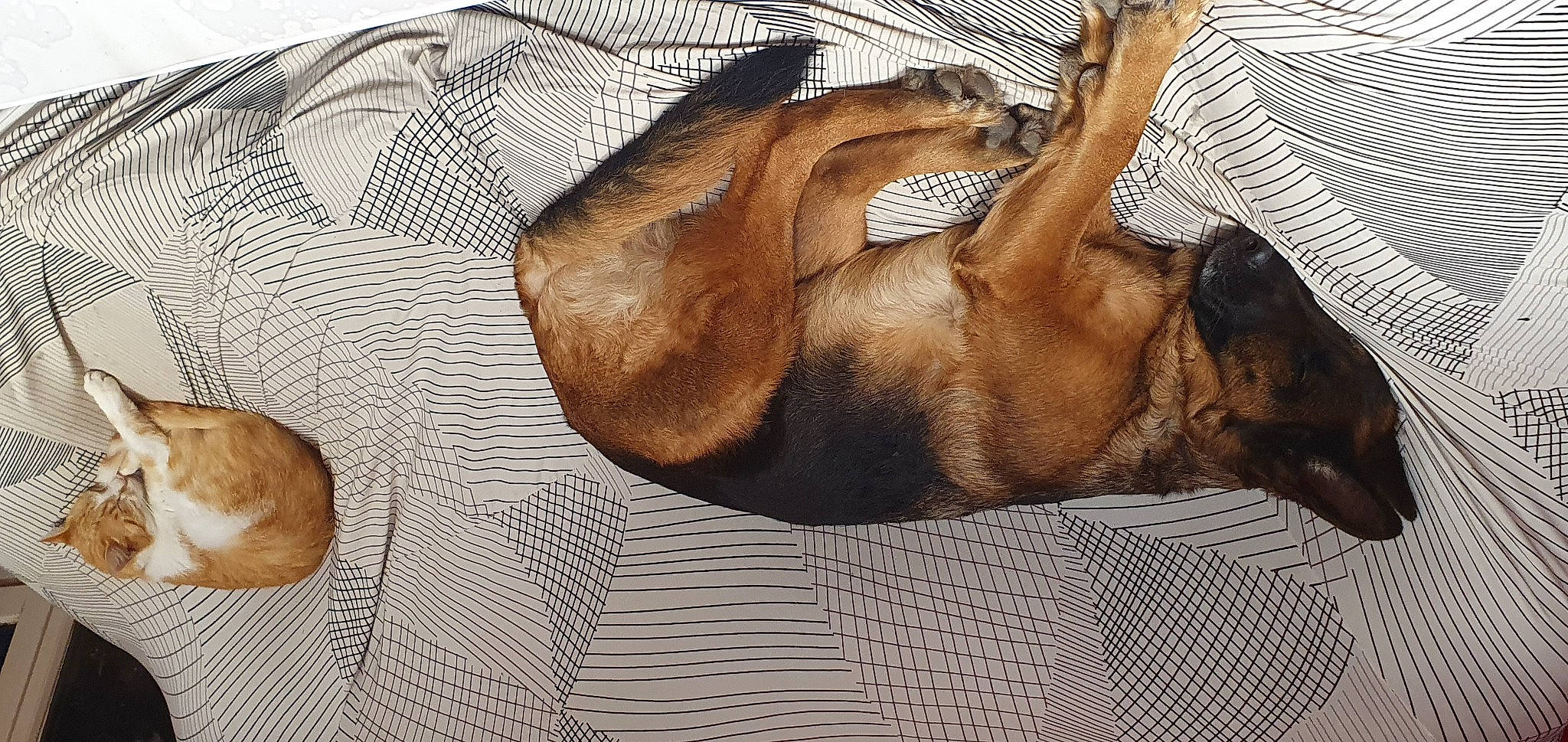 Nina participe au concours pour gagner de l'argent avec cette photo : art, canidae, carnivore, comfort, companion_dog, dog, dog_breed, drawing, fawn, fur, liver, nap, painting, sleep, snout, sporting_group, terrestrial_animal, wildlife, working_animal, wrinkle