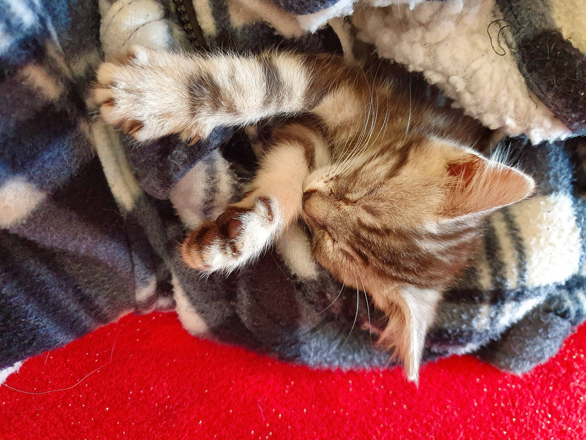 Chataigne participe au concours pour gagner de l'argent avec cette photo : carnivore, cat, cat_bed, cat_supply, claw, comfort, domestic_short_haired_cat, fawn, felidae, fur, linens, mammal, nap, pattern, paw, small_to_medium_sized_cats, snout, tail, terrestrial_animal, whiskers