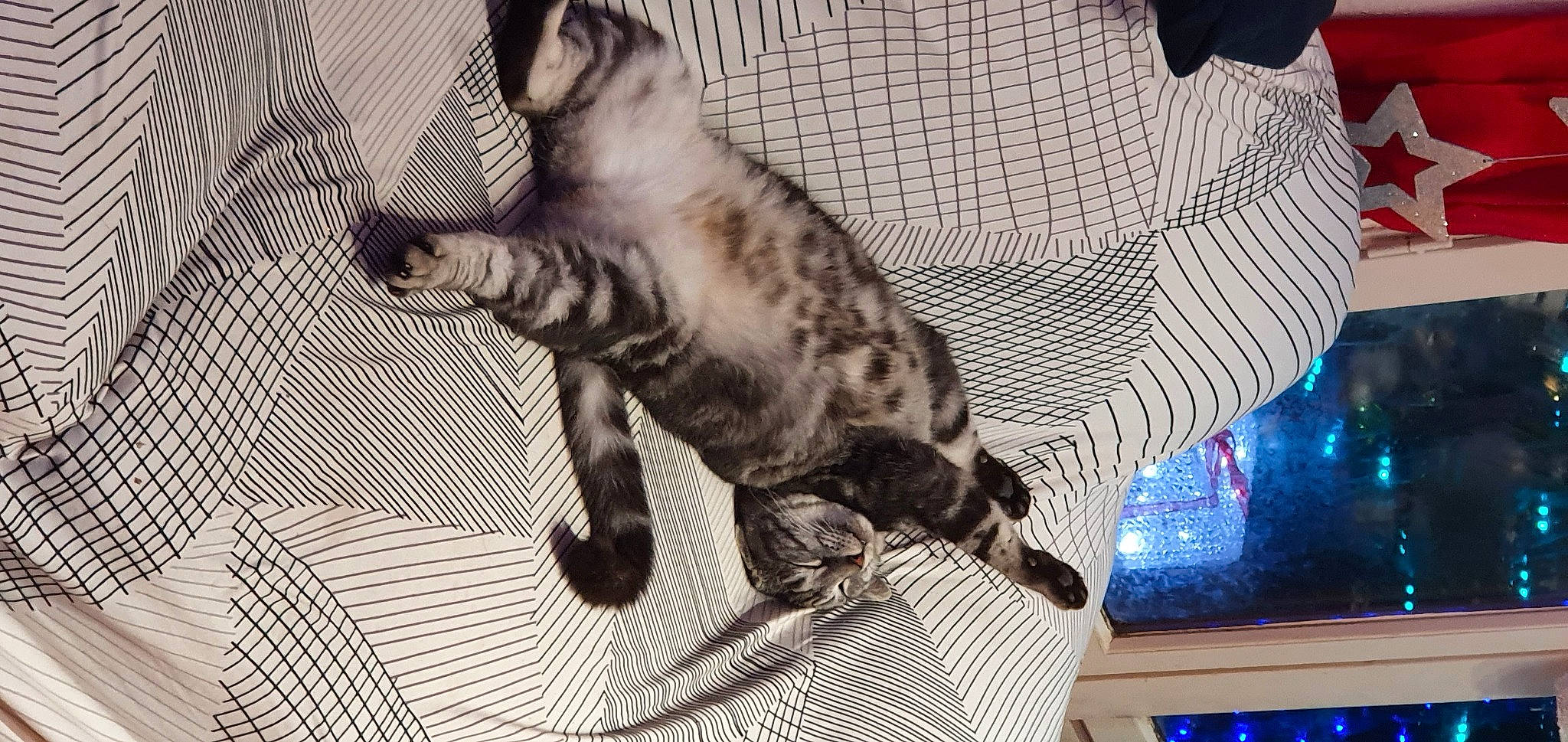 Chataigne participe au concours pour gagner de l'argent avec cette photo : blue, carnivore, cat, claw, comfort, domestic_short_haired_cat, felidae, flooring, fur, grey, monochrome, monochrome_photography, nap, pattern, paw, photography, small_to_medium_sized_cats, snout, tail, whiskers