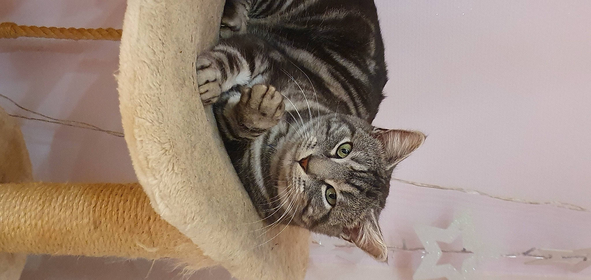 Chataigne a rejoint le concours — aidez-le/la à gagner de superbes lots ! carnivore, cat, comfort, domestic_short_haired_cat, felidae, fur, grey, paw, small_to_medium_sized_cats, snout, tail, terrestrial_animal, tree, whiskers, wood