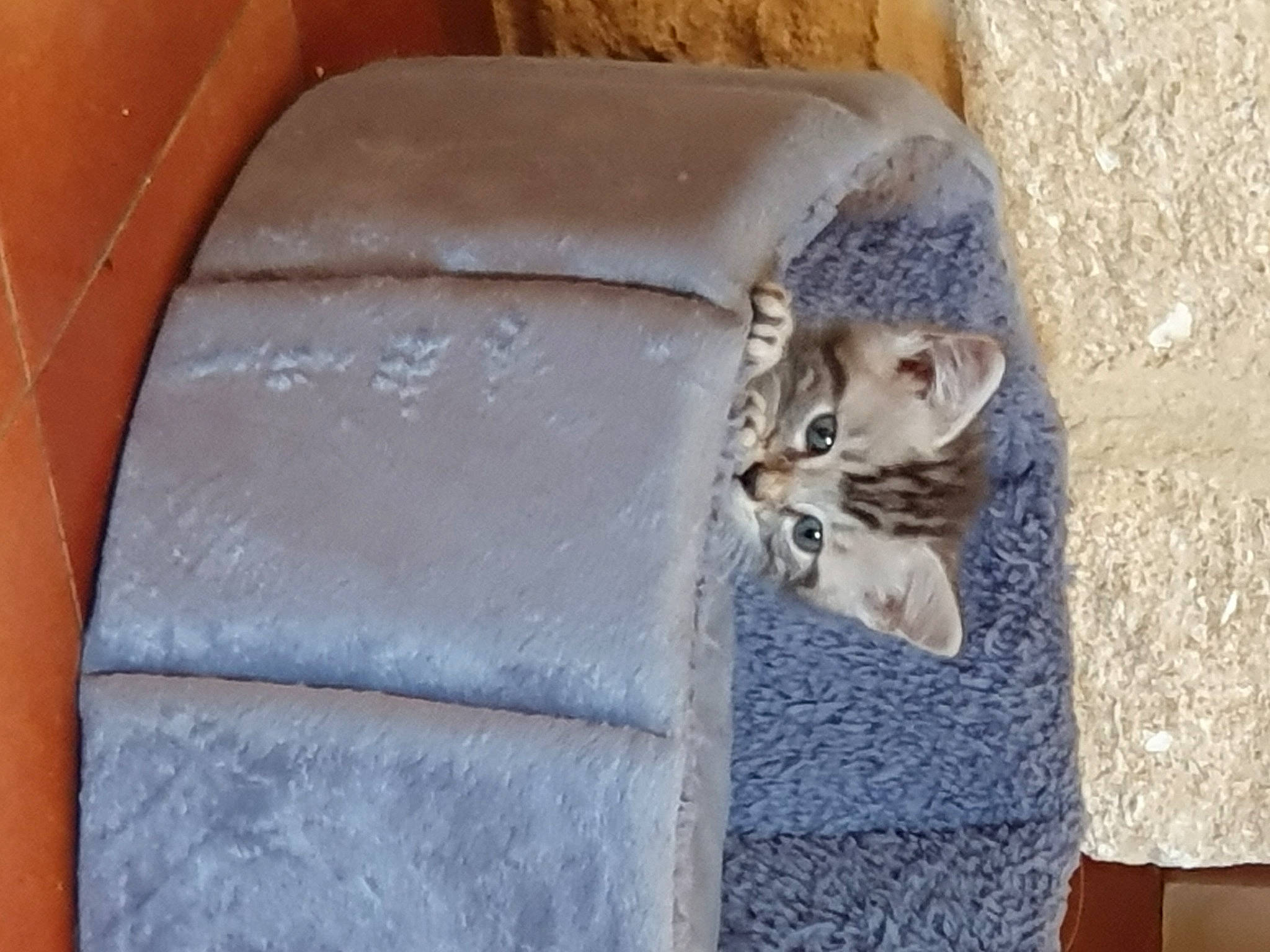 Chataigne participe au concours pour gagner de l'argent avec cette photo : auto_part, automotive_tire, car_seat, carnivore, cat, comfort, domestic_short_haired_cat, door, fawn, felidae, fur, grey, small_to_medium_sized_cats, terrestrial_animal, tree, vehicle_door, whiskers, wildlife, window, wood