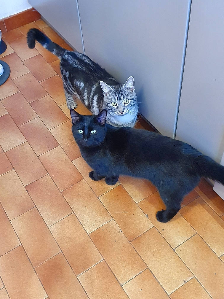 Charbon a rejoint le concours — aidez-le/la à gagner de superbes lots ! black_cat, carnivore, cat, comfort, domestic_short_haired_cat, electric_blue, felidae, floor, flooring, fur, grey, hardwood, head, paw, shadow, small_to_medium_sized_cats, snout, tail, whiskers, wood