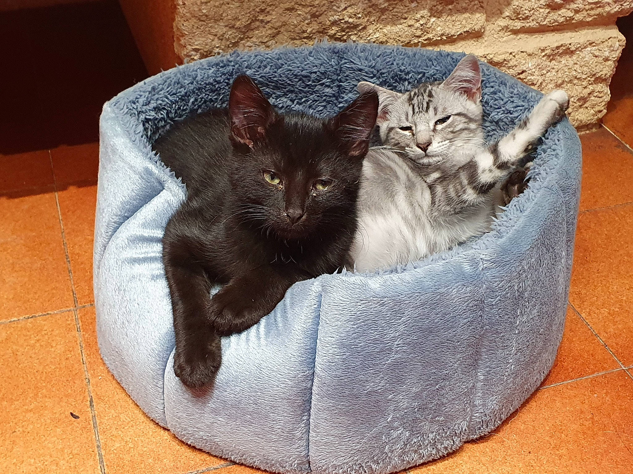 Charbon a rejoint le concours — aidez-le/la à gagner de superbes lots ! bag, black_cat, carnivore, cat, cat_bed, cat_furniture, cat_supply, comfort, couch, domestic_short_haired_cat, fawn, felidae, fur, grey, luggage_and_bags, pet_supply, small_to_medium_sized_cats, snout, tail, whiskers