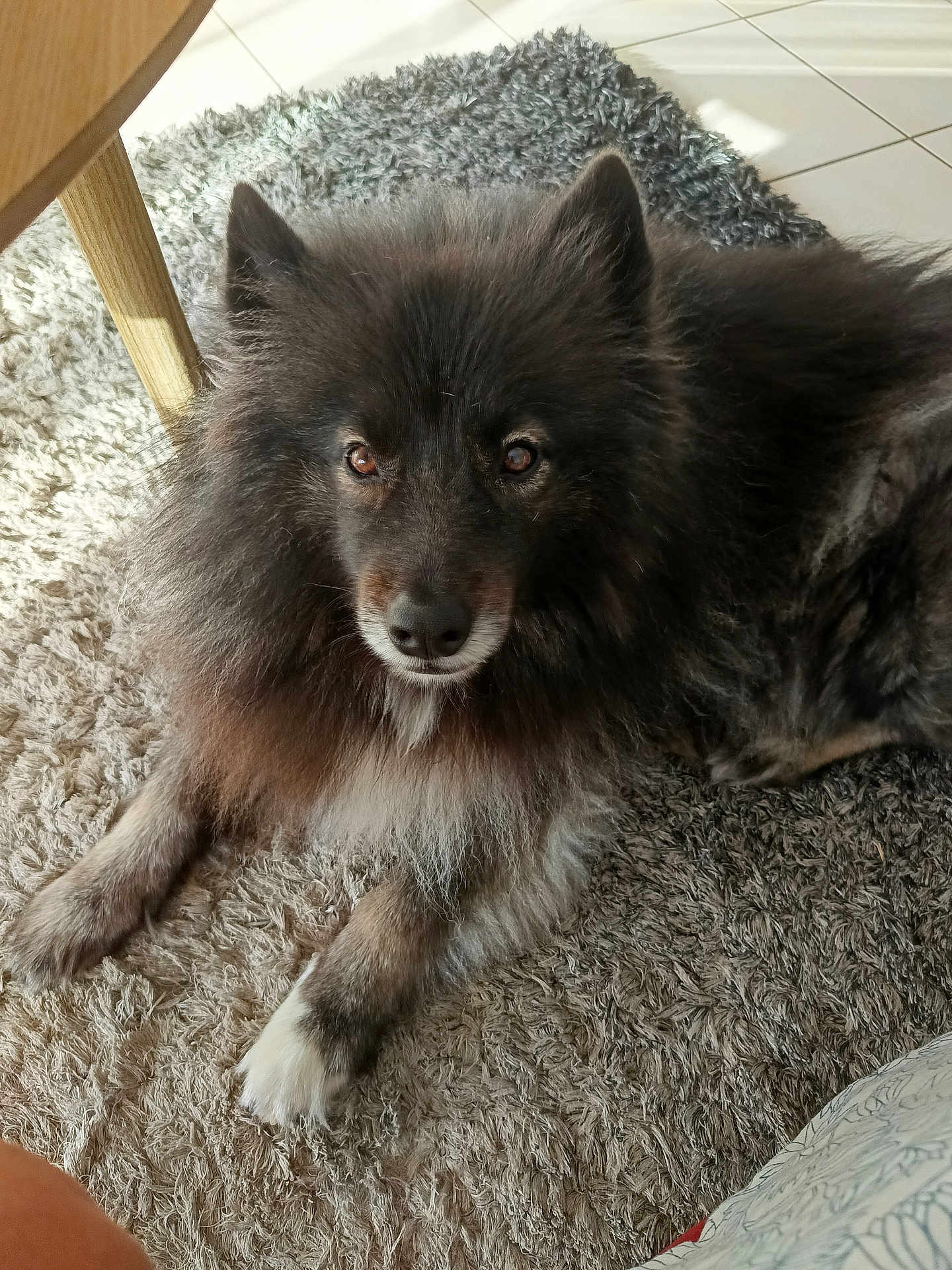 Snow a rejoint le concours — aidez-le/la à gagner de superbes lots ! dog, pet, indoor, fur, brown, black, white_paw, carpet, relaxed, animal, canine, looking_up, fluffy, ears, snout, paw, home, sunlight, cozy, resting