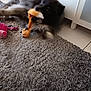 Snow a rejoint le concours — aidez-le/la à gagner de superbes lots ! dog, toy, carpet, indoor, plush_toy, animal, pet, play, furry, brown, black, floor, cabinet, blur, chewing, home, domestic_animal, stuffed_toy, relaxing, fun