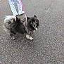 dog, leash, asphalt, person, pajamas, footwear, smiling_dog, outdoor, walking, pet, fluffy, tail, happy, casual_clothing, pavement, animal, companion, daytime, canine, pet_walk