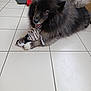 Snow a rejoint le concours — aidez-le/la à gagner de superbes lots ! dog, fluffy, toy, indoor, tile_floor, pet, animal, happy, playful, black, gray, paw, mouth_open, fur, cute, lying_down, domestic, companion, cheerful, stuffed_toy